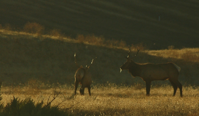 Tule Elk